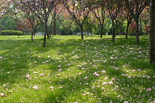 草地,樱花,落英,花瓣,春天,阳光,绿色,粉色,生机盎然