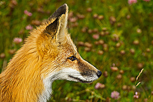 红狐,狐属