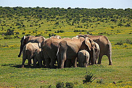 非洲,灌木,大象,圆,牧群,防护,幼小,阿多大象国家公园,东开普省,南非