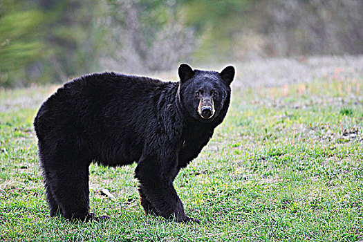 成年,黑熊,美洲黑熊,走,土地,加拿大西部