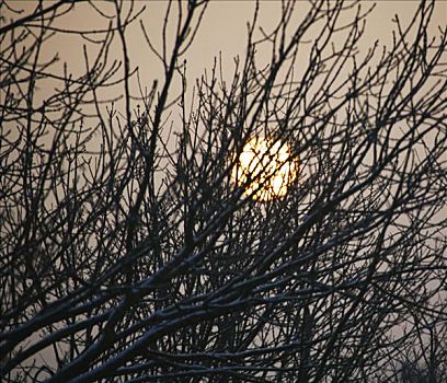 日落,后面,树枝,冬天