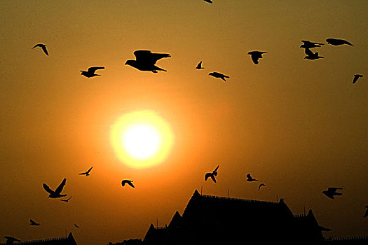 鸽子,飞,日落,泰国,一月,2007年
