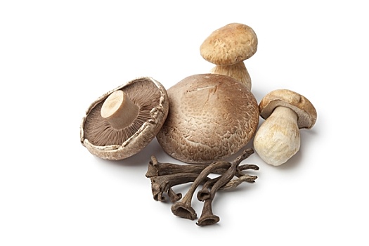 构图,新鲜,可食蘑菇