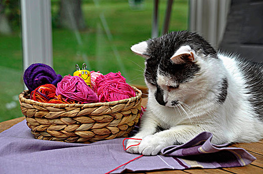 猫,玩,毛织品,靠近,篮子