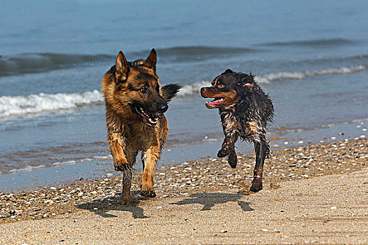 德国牧羊犬,雄性,玩,海滩,诺曼底