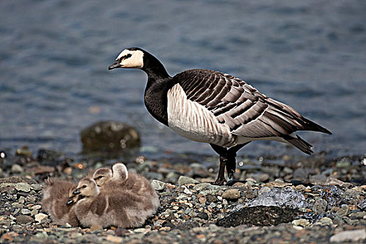 白额黑雁,成年,鸟,幼鸟,冰岛,欧洲