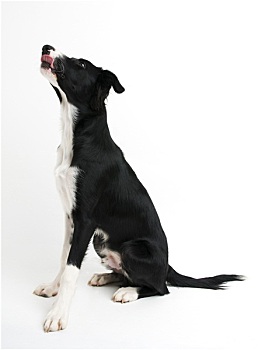 狗