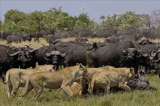 非洲狮,狮子,群,抓住,南非水牛,非洲水牛,非洲