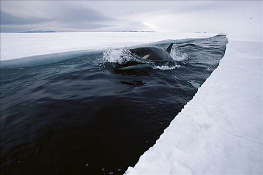 逆戟鲸,旅行,开着,冰,制作,猎捕,南极,次序