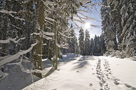 积雪,林中空地,太阳,轨迹,雪地,早晨,黑森林,巴登符腾堡,德国,欧洲