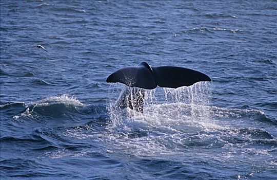 抹香鲸,风景,旅游,靠近,岛,挪威