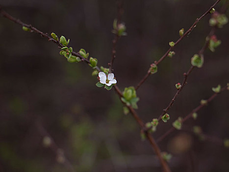 一朵花