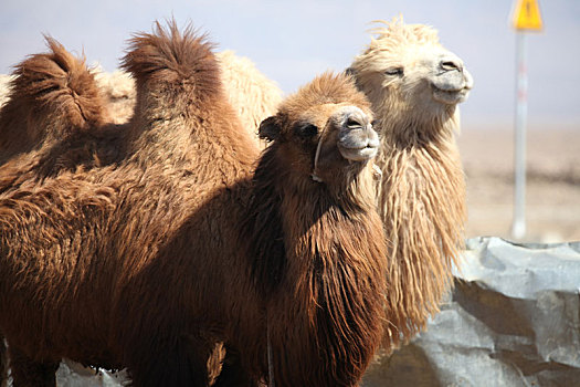 新疆哈密,雪山下的骆驼养殖业