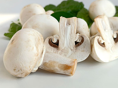 蘑菇,双孢菇