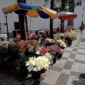 葡萄牙,马德拉岛,岛屿,丰沙尔,街道,花,销售