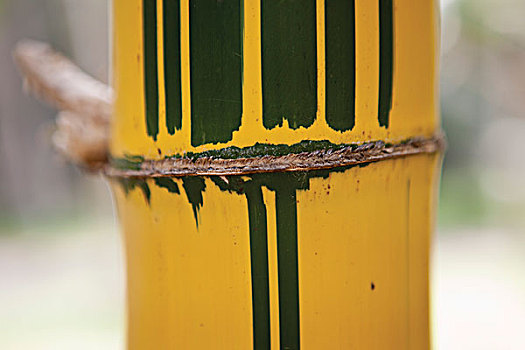 绿色,黄色,条纹,竹子,特写