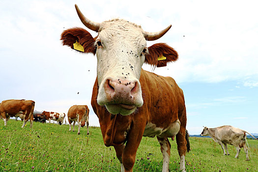 牛,牛角,草场,巴伐利亚