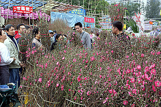 春节,花市,铜锣湾,香港