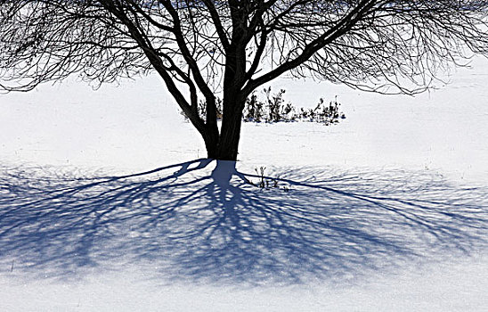 冬季,冬天,树木,冰雪,白色,倒下,卧倒,受伤,形状,影子,高调,挣扎,诗情画意,孤独,无助,寒冷