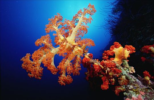 软珊瑚,礁石,所罗门群岛