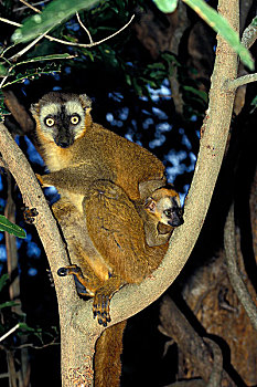 褐色,狐猴,马达加斯加