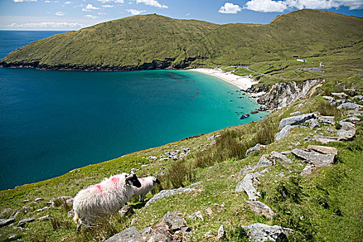 阿基尔岛,爱尔兰,绵羊,高处