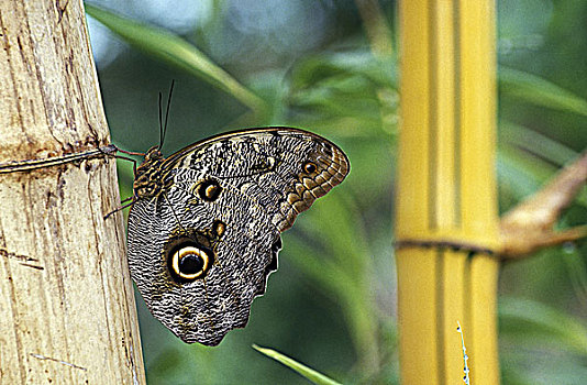枭蝶,不列颠哥伦比亚省,加拿大