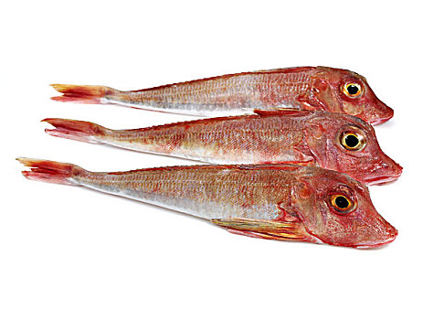 红色,鲂鱼,鲜鱼,白色背景