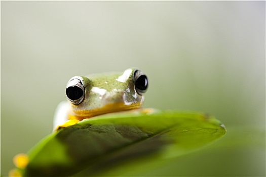 异域风情,青蛙,印度尼西亚