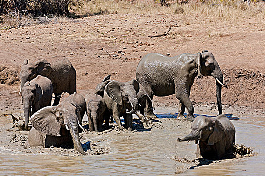非洲,大象,水坑,克鲁格国家公园,南非
