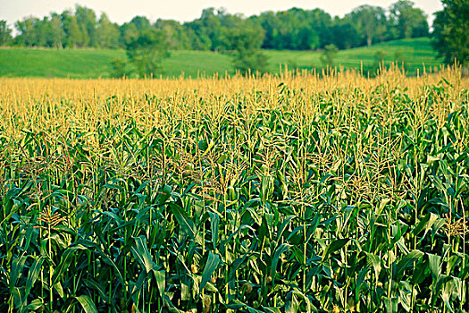 玉米田,安大略省,加拿大