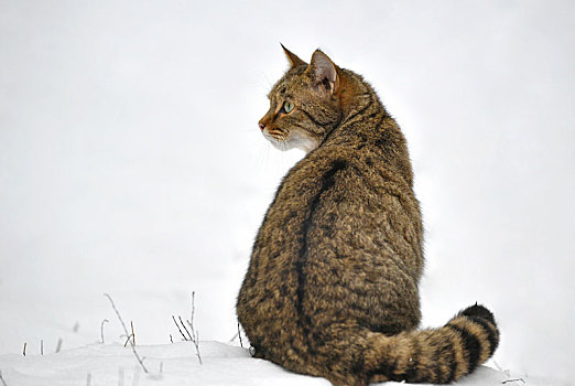 野猫科动物,斑貓,俘获,冬天