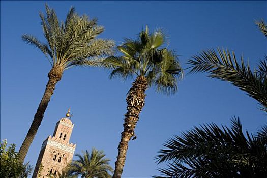 摩洛哥,玛拉喀什,棕榈树,正面,库图比亚清真寺,尖塔
