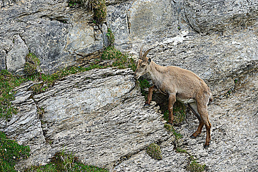 阿尔卑斯野山羊,羱羊,攀登,陡峭,岩石,伯恩高地,伯恩,瑞士,欧洲