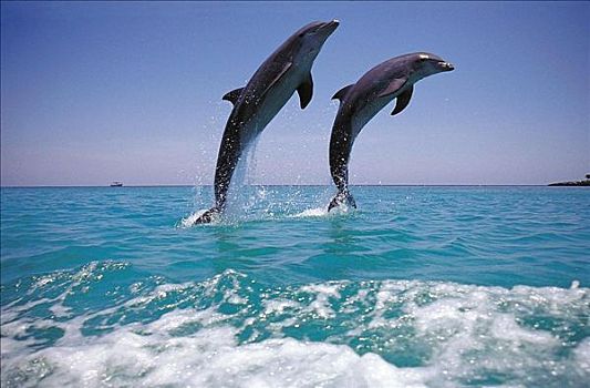 宽吻海豚,宽吻海豚属,跳跃,夜空,哺乳动物,海洋动物,洪都拉斯,中美洲,动物