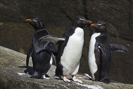 凤冠企鹅,南跳岩企鹅,福克兰群岛