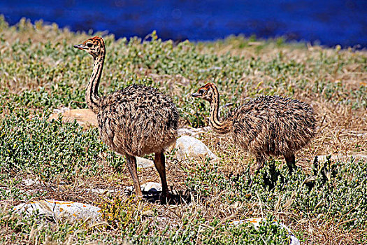 南非,鸵鸟,鸵鸟属,骆驼,两个,雏鸟,好望角,桌山国家公园,西海角,非洲