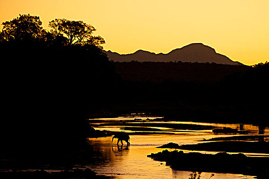 大象,穿过,河,日落,克鲁格国家公园,南非,非洲