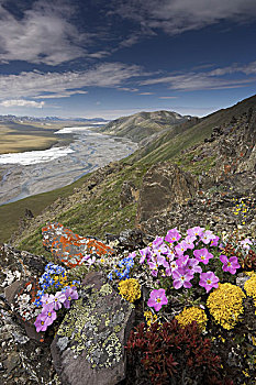 北极,野花,只有,高,展示,风,北极国家野生动物保护区,阿拉斯加,美国