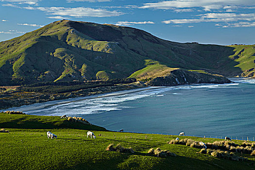 绵羊,农田,海滩,山,奥塔哥,南岛,新西兰
