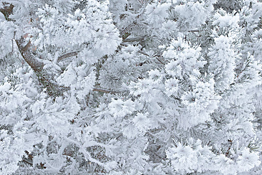 冰冻,松树,枝条,遮盖,粗厚,白色,白霜