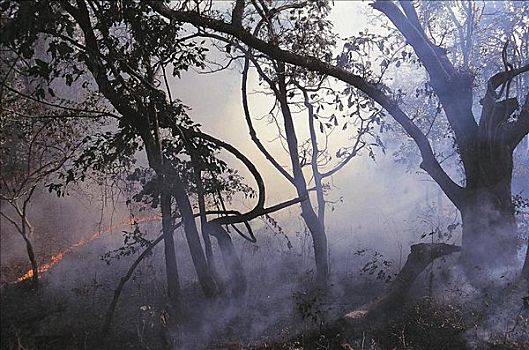 森林火灾,甘哈国家公园,印度,亚洲