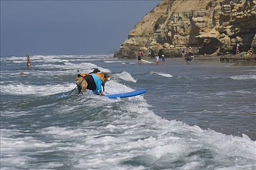 狗,冲浪,加利福尼亚,美国
