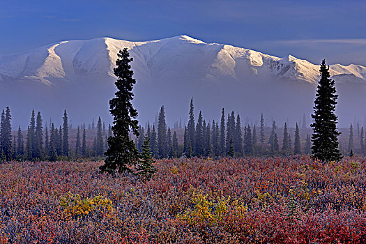 北美,美国,阿拉斯加,德纳里峰国家公园,阿拉斯加山脉,苔原,蓝莓,灌木丛