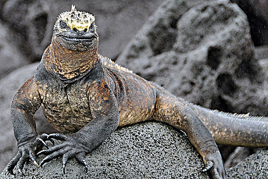 海鬣蜥,细雨,雨,加拉帕戈斯群岛,厄瓜多尔,南美