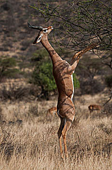 瞪羚,后腿站立,放牧,灌木,安伯塞利国家公园,肯尼亚