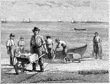科德角,捕鱼者,洗,鱼,1875年,艺术家,未知