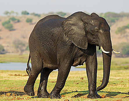非洲象,女性,湿,皮肤,穿过,乔贝,河,乔贝国家公园,博茨瓦纳,非洲
