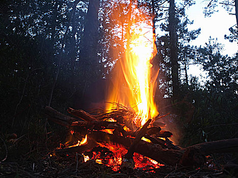 原木,火,照亮,空旷,跳跃,火焰,发光,木头,灰烬