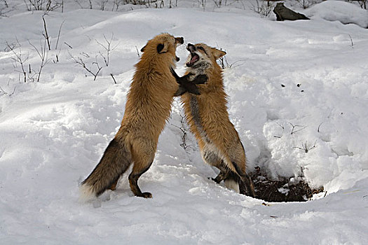 红狐,狐属,一对,争斗,蒙大拿